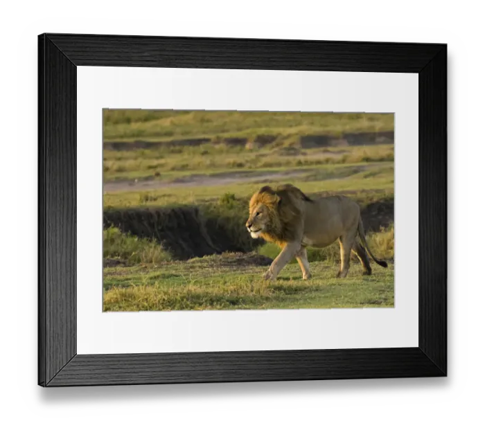 Framed Print : Male lion (Panthera Leo) walking in Ngorongoro Conservation Area, Tanzania Framed Print : Male lion (Panthera Leo) walking in Ngorongoro Conservation Area, Tanzania