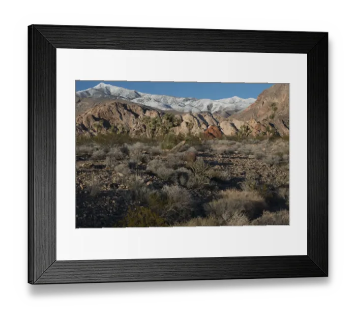 Framed Print : Joshua trees (Yucca brevifolia) and rock formations at Whitney Pockets in Gold Butte National Monument with mountain range in background, Nevada, USA Framed Print : Joshua trees (Yucca brevifolia) and rock formations at Whitney Pockets in Gold Butte National Monument with mountain range in background, Nevada, USA