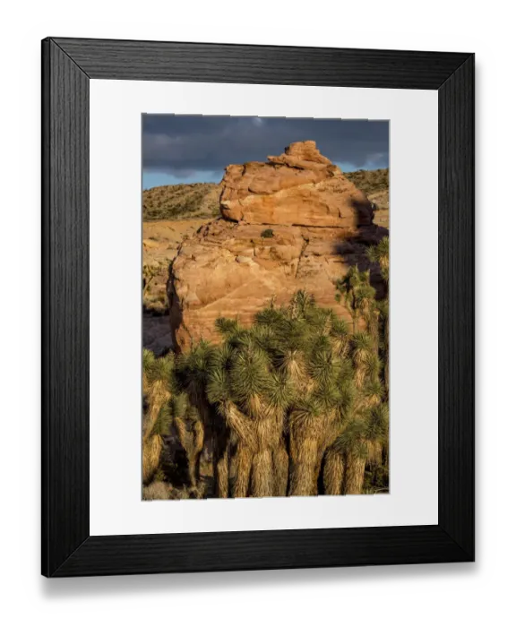 Framed Print : Joshua trees (Yucca brevifolia) and sandstone formation at Gold Butte National Monument, Nevada, USA