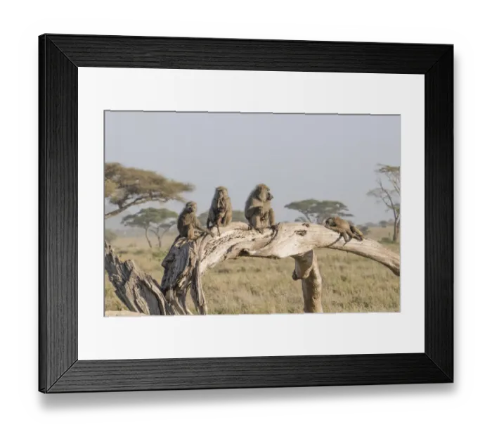 Framed Print : Olive baboon (Papio anubis) family, Serengeti, Tanzania Framed Print : Olive baboon (Papio anubis) family, Serengeti, Tanzania