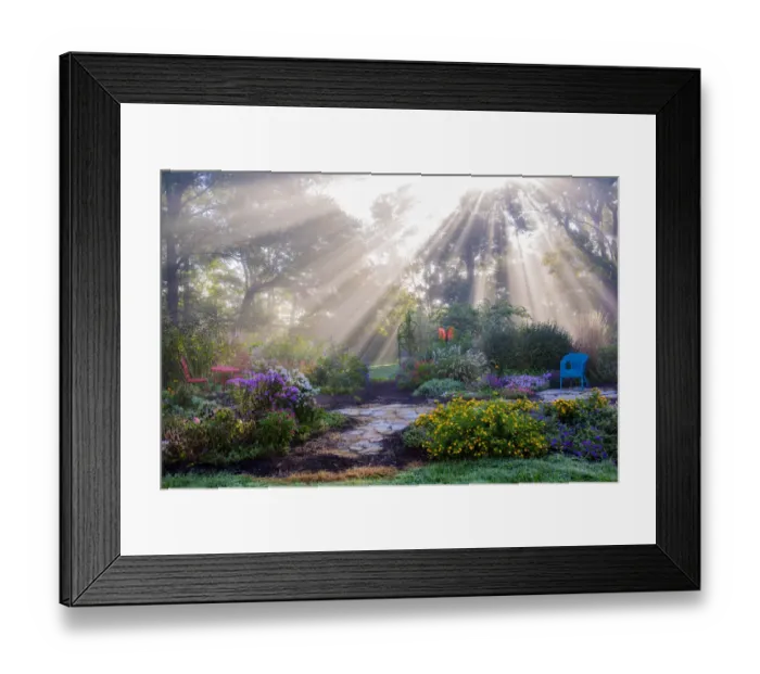 Framed Print : Sun rays in fog in flower garden, Marion County, Illinois, USA Framed Print : Sun rays in fog in flower garden, Marion County, Illinois, USA