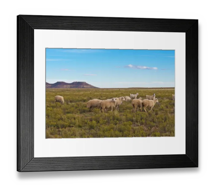 Framed Print : Grazing Sheep, Bitter Springs, Hopi Indian Reservation, Arizona, USA Framed Print : Grazing Sheep, Bitter Springs, Hopi Indian Reservation, Arizona, USA