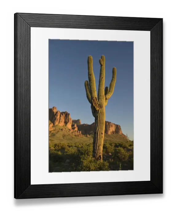 Framed Print : Saguaro Cactus (Carnegiea gigantean) in front of Superstition Mountains, Lost Dutchman State Park, Arizona, USA