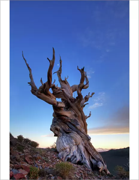Bristlecone pine tree at sunset, White Mountains, California, USA