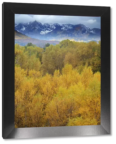 Mountains and forest in autumn, San Juan Mountains, Colorado, USA