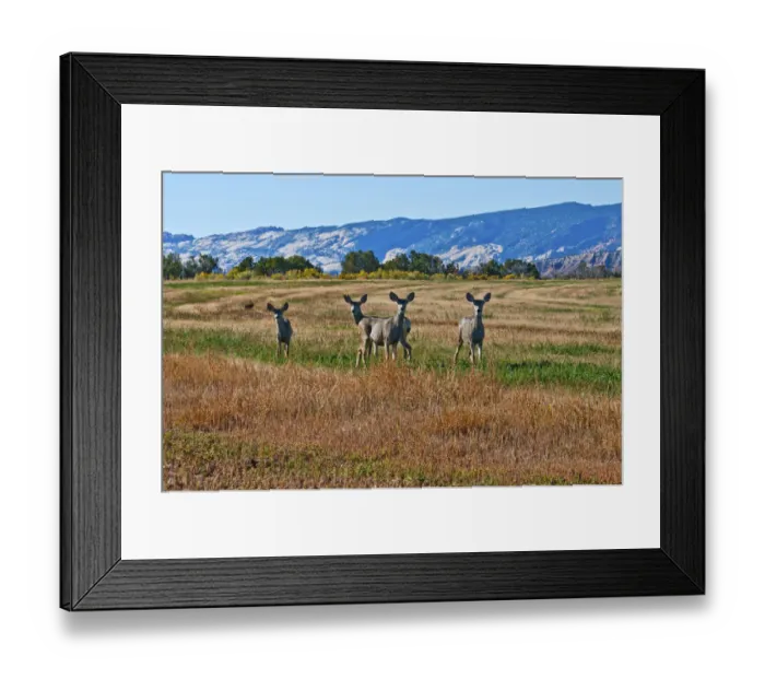 Framed Print : Mule Deer (Odocoileus hemionus) along Notom Road, Utah, USA