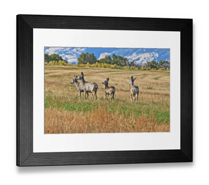 Framed Print : Mule Deer (Odocoileus hemionus) along Notom Road, Utah, USA Framed Print : Mule Deer (Odocoileus hemionus) along Notom Road, Utah, USA