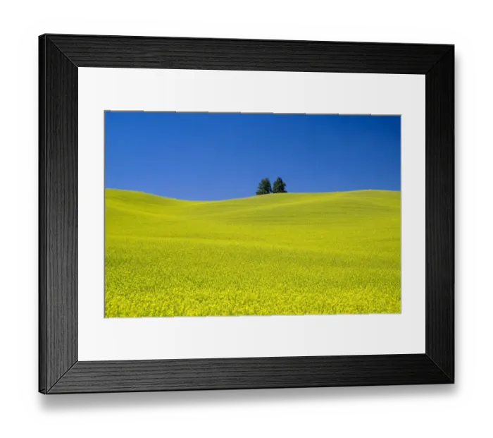 Framed Print : Rapeseed (Brassica napus) field with blue sky, Palouse farm, Washington State, USA Framed Print : Rapeseed (Brassica napus) field with blue sky, Palouse farm, Washington State, USA