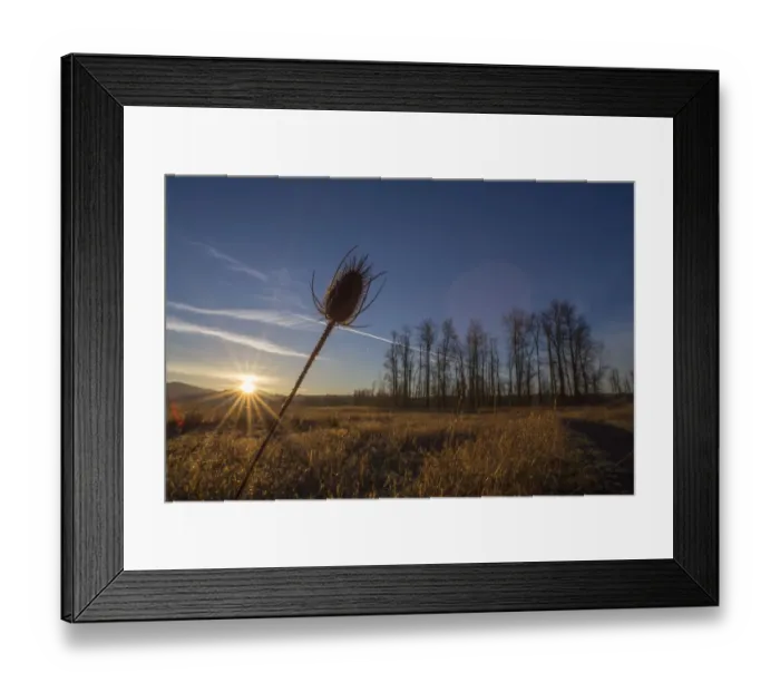 Framed Print : Teasel and trees at sunrise, Steigerwald Lake National Wildlife Refuge, Clark County, Washington State, USA Framed Print : Teasel and trees at sunrise, Steigerwald Lake National Wildlife Refuge, Clark County, Washington State, USA