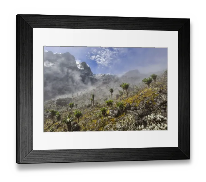 Framed Print : View of Mount Stanley from the Kilembe Route, Rwenzori National Park, Kasese District, Uganda Framed Print : View of Mount Stanley from the Kilembe Route, Rwenzori National Park, Kasese District, Uganda