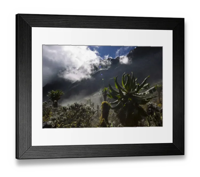 Framed Print : View of Mount Stanley from the Kilembe Route, Rwenzori National Park, Kasese District, Uganda Framed Print : View of Mount Stanley from the Kilembe Route, Rwenzori National Park, Kasese District, Uganda