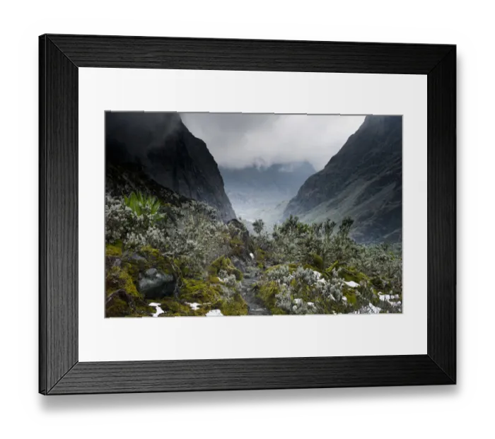 Framed Print : Scenic view to valley with Kitandara Lakes, Senecio trees (Dendrosencio adnivalis) and snow on Kilembe Route, Rwenzori National Park, Kasese District, Uganda Framed Print : Scenic view to valley with Kitandara Lakes, Senecio trees (Dendrosencio adnivalis) and snow on Kilembe Route, Rwenzori National Park, Kasese District, Uganda