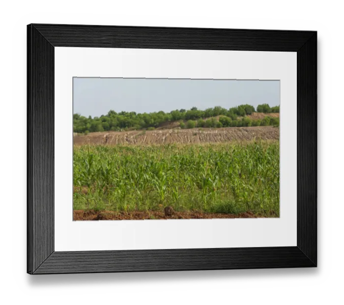 Framed Print : Color Image, Photography, No People, Horizontal, Outdoors, Day, Nature, Growth, Lush Foliage Framed Print : Color Image, Photography, No People, Horizontal, Outdoors, Day, Nature, Growth, Lush Foliage