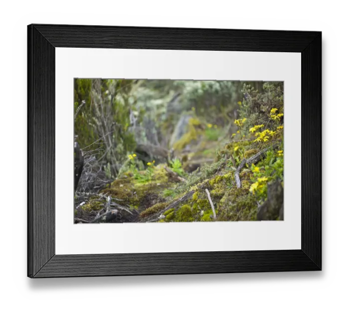 Framed Print : Yellow Afro alpine flowers along Kilembe Route, Rwenzori National Park, Kasese District, Uganda Framed Print : Yellow Afro alpine flowers along Kilembe Route, Rwenzori National Park, Kasese District, Uganda