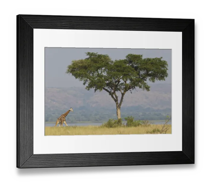 Framed Print : Rothschilds giraffe, Giraffa camelopardalis rothschildi, Murchison Falls National Park, Uganda Framed Print : Rothschilds giraffe, Giraffa camelopardalis rothschildi, Murchison Falls National Park, Uganda