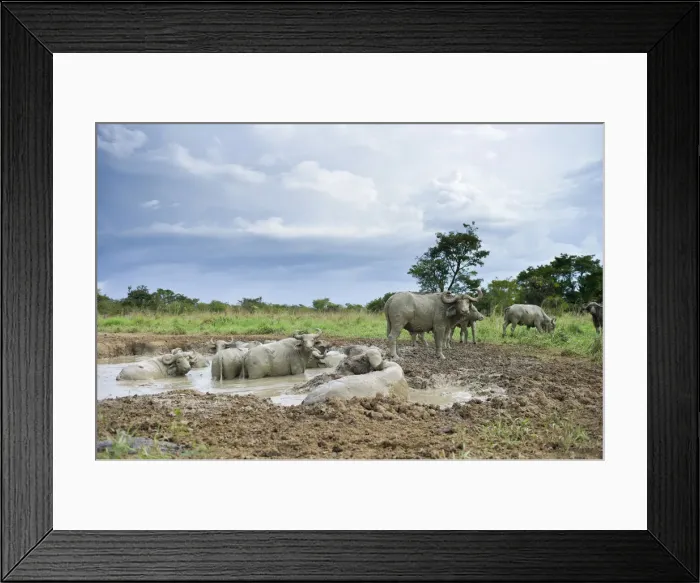 Framed Print : A herd of Cape Buffalo, Syncerus caffer, wallow in mud, Murchison Falls National Park, Uganda Framed Print : A herd of Cape Buffalo, Syncerus caffer, wallow in mud, Murchison Falls National Park, Uganda