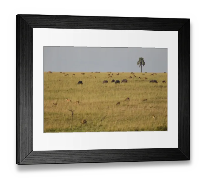 Framed Print : Uganda kob, Kobus kob thomasi, and Cape buffalo, Syncerus caffer, grazing, Murchison Falls National Park, Uganda Framed Print : Uganda kob, Kobus kob thomasi, and Cape buffalo, Syncerus caffer, grazing, Murchison Falls National Park, Uganda