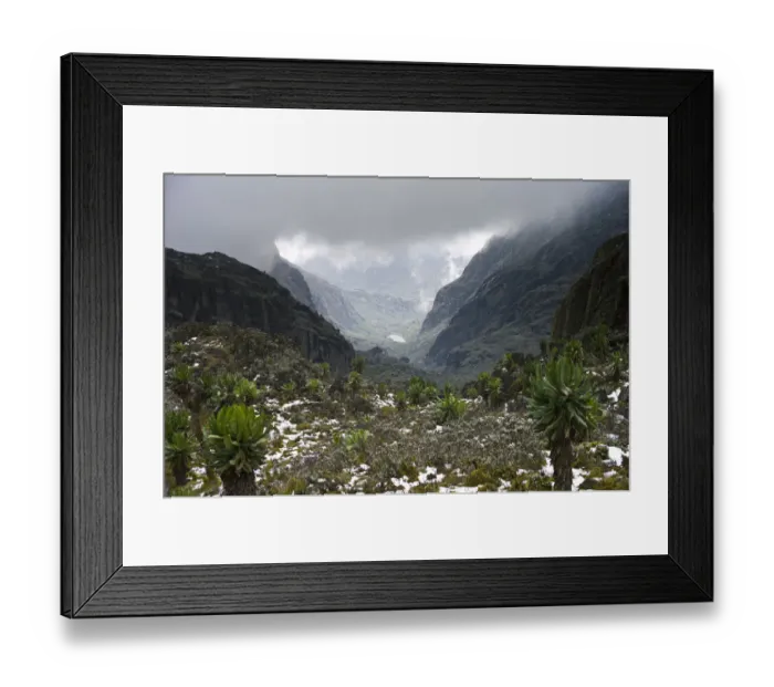 Framed Print : Scenic view to valley with Kitandara Lakes, Senecio trees (Dendrosencio adnivalis) and snow on Kilembe Route, Rwenzori National Park, Kasese District, Uganda Framed Print : Scenic view to valley with Kitandara Lakes, Senecio trees (Dendrosencio adnivalis) and snow on Kilembe Route, Rwenzori National Park, Kasese District, Uganda