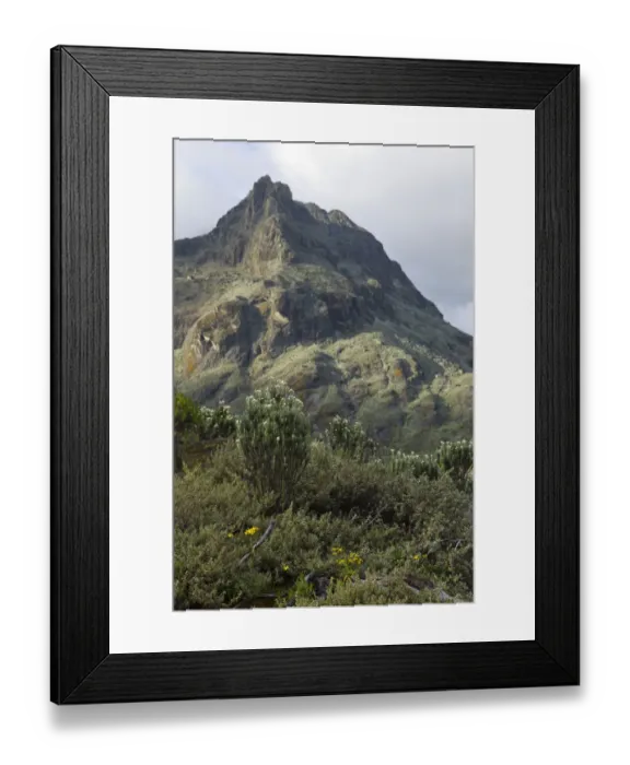 Framed Print : Everlasting flowers and steep peaks seen from Hunwicks Camp, Kilembe Route, Rwenzori National Park, Kasese District, Uganda Framed Print : Everlasting flowers and steep peaks seen from Hunwicks Camp, Kilembe Route, Rwenzori National Park, Kasese District, Uganda