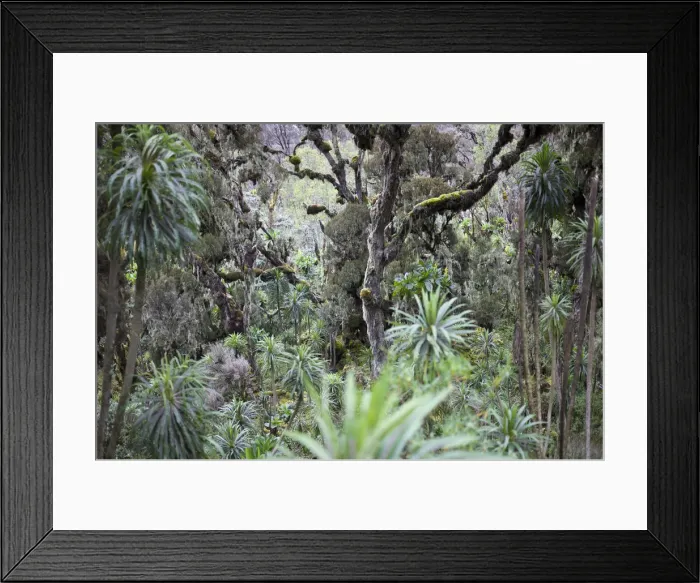 Framed Print : Landscape view from Mutinda Camp, Heather zone, Kilembe Route, Rwenzori National Park, Kasese District, Uganda Framed Print : Landscape view from Mutinda Camp, Heather zone, Kilembe Route, Rwenzori National Park, Kasese District, Uganda