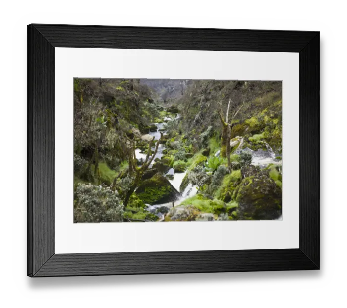 Framed Print : Afro Alpine vegetation showing evidence of recent fire on Kilembe Route, Rwenzori National Park, Kasese District, Uganda