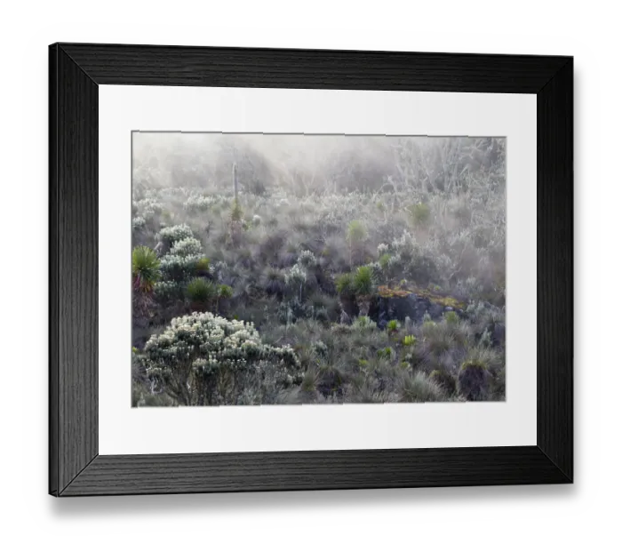 Framed Print : Afro alpine vegetation in the mist, Hunwicks Camp, Kilembe Route, Rwenzori National Park, Kasese District, Uganda Framed Print : Afro alpine vegetation in the mist, Hunwicks Camp, Kilembe Route, Rwenzori National Park, Kasese District, Uganda