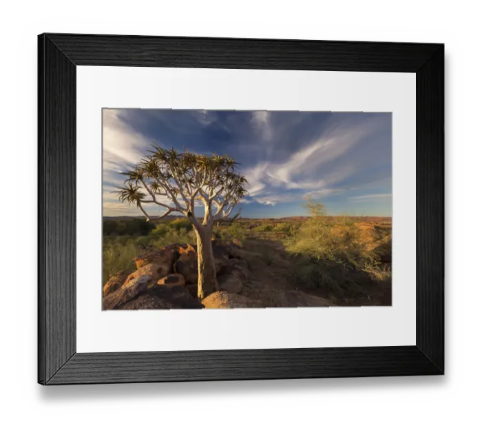 Framed Print : Quiver tree on dry earth against blue sky - Augrabies Waterfalls, South Africa Framed Print : Quiver tree on dry earth against blue sky - Augrabies Waterfalls, South Africa