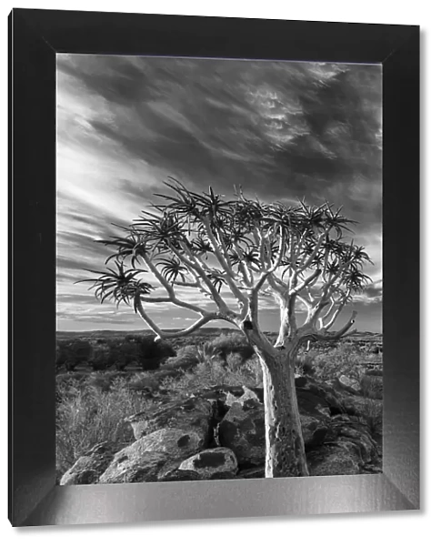Quiver tree on dry earth against blue sky with clouds - Augrabies Waterfall, South Africa