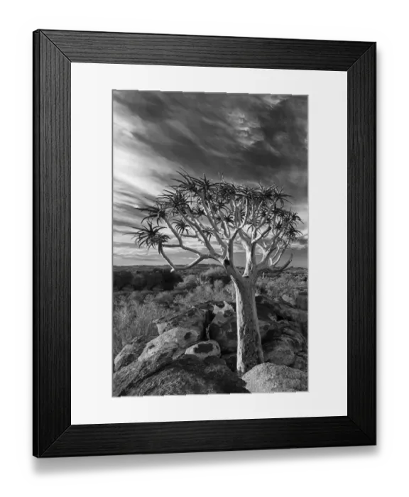 Framed Print : Quiver tree on dry earth against blue sky with clouds - Augrabies Waterfall, South Africa Framed Print : Quiver tree on dry earth against blue sky with clouds - Augrabies Waterfall, South Africa