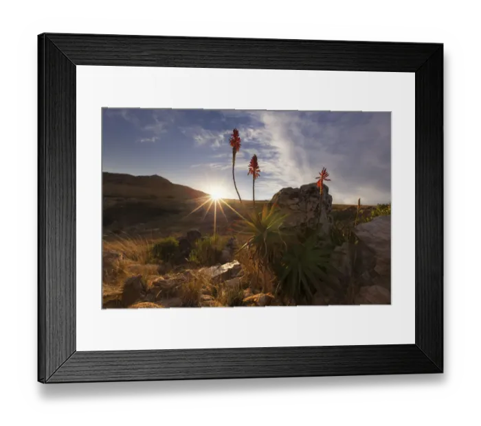 Framed Print : Aloe on a high mountain rocks landscape sunset with cloudy skies - Dullstroom, South Africa Framed Print : Aloe on a high mountain rocks landscape sunset with cloudy skies - Dullstroom, South Africa