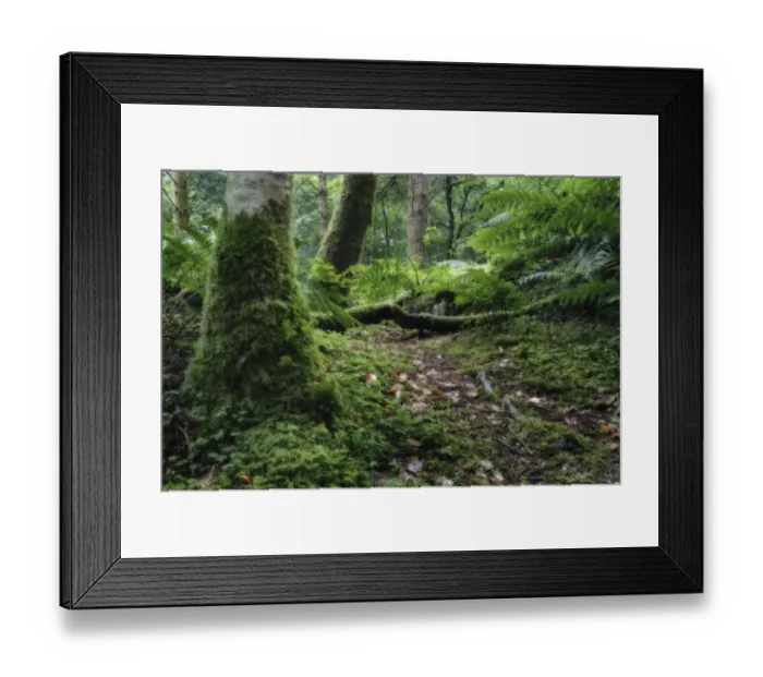 Framed Print : Wet tree trunk and green moss in forest close-up - Hermitadge Bridge, Scotland Framed Print : Wet tree trunk and green moss in forest close-up - Hermitadge Bridge, Scotland