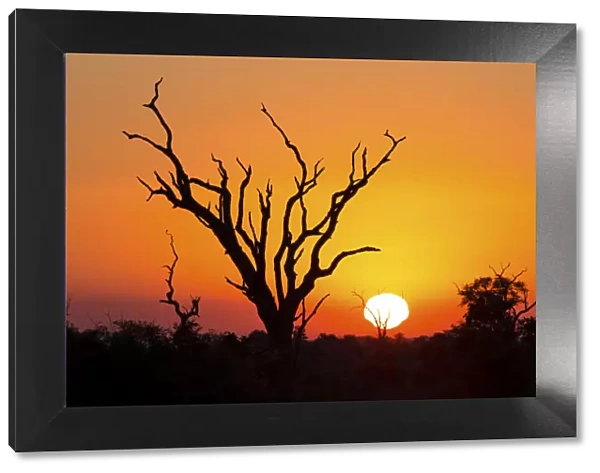 African sunset with a tree silhouette and large orange sun - Kruger National Park, South Africa