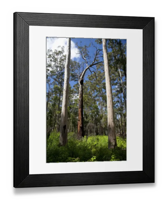Framed Print : australia, beauty in nature, botany, cloud, color image, day, eucalyptus diversicolor Framed Print : australia, beauty in nature, botany, cloud, color image, day, eucalyptus diversicolor