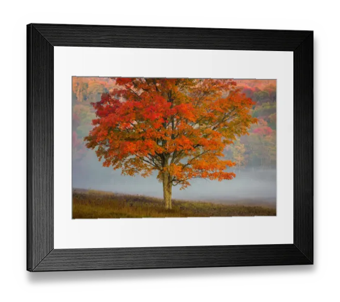 Framed Print : Autumn colored tree with fog covered forest in background at Canaan Valley Resort State Park, Tucker County, West Virginia, USA Framed Print : Autumn colored tree with fog covered forest in background at Canaan Valley Resort State Park, Tucker County, West Virginia, USA