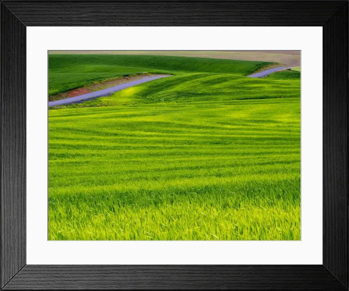 Framed Print : Rolling Green Hills of Spring Wheat With Road running through, Palouse, Idaho, USA Framed Print : Rolling Green Hills of Spring Wheat With Road running through, Palouse, Idaho, USA