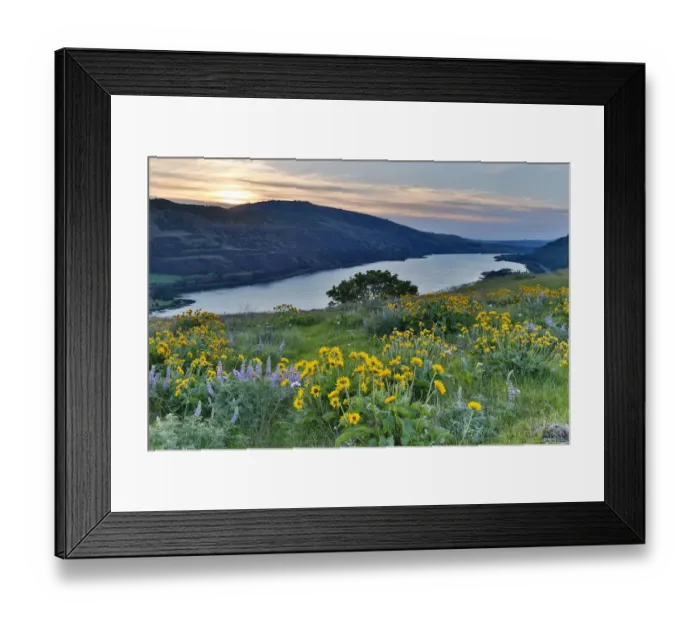 Framed Print : Field of Balsamroot (Balsamorhiza) and Lupine (Lupinus) on hills above Columbia River in Columbia River Gorge National Scenic Area, Rowena, Oregon, USA Framed Print : Field of Balsamroot (Balsamorhiza) and Lupine (Lupinus) on hills above Columbia River in Columbia River Gorge National Scenic Area, Rowena, Oregon, USA
