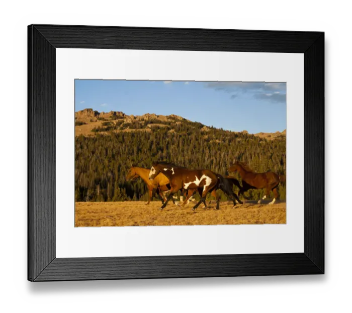 Framed Print : Herd of horses running through wilderness in Bighorn Mountains with mountain range and forest in background, Shell, Wyoming, USA Framed Print : Herd of horses running through wilderness in Bighorn Mountains with mountain range and forest in background, Shell, Wyoming, USA
