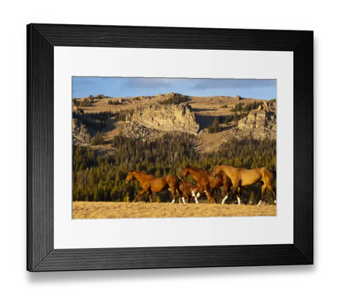 Framed Print : Herd of horses running through wilderness in Bighorn Mountains with mountain range and forest in background, Shell, Wyoming, USA Framed Print : Herd of horses running through wilderness in Bighorn Mountains with mountain range and forest in background, Shell, Wyoming, USA