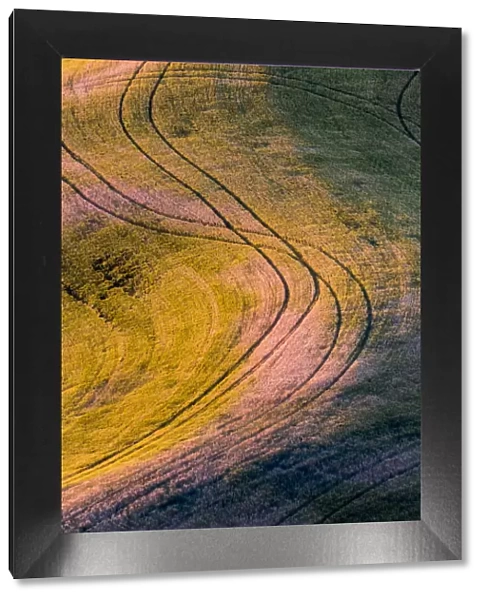 High angle view of tracks in field of wheat in Palouse region, Washington State, USA