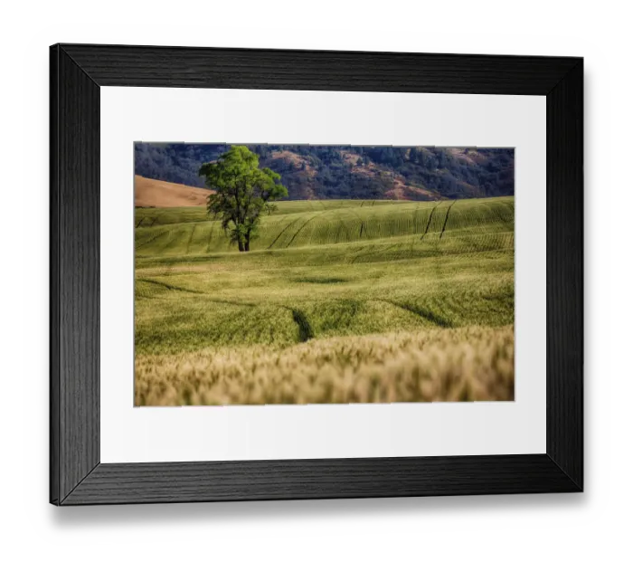 Framed Print : Lone tree among fields of wheat in Palouse region, Washington State, USA Framed Print : Lone tree among fields of wheat in Palouse region, Washington State, USA