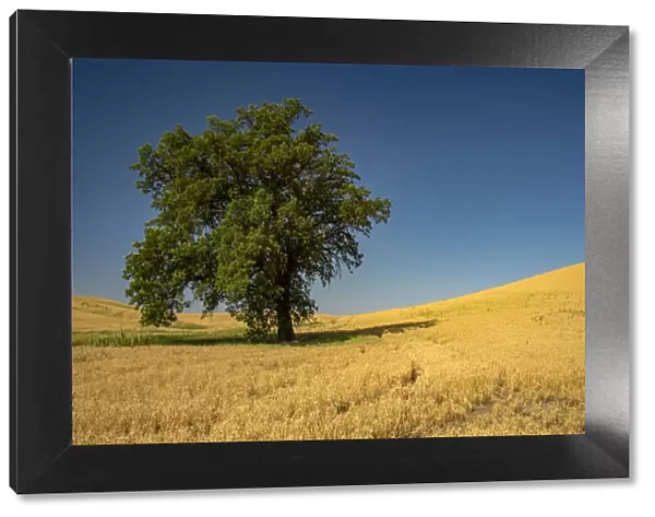 Rural scene with lone tree, Palouse, Washington State, USA