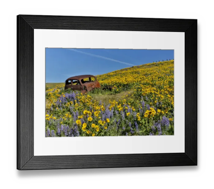 Framed Print : Old abandoned car and fields of lupine and Arrow Leaf Balsamroot (Balsamorhiza sagittata), Dalles Mountain Ranch State Park, Washington State, USA Framed Print : Old abandoned car and fields of lupine and Arrow Leaf Balsamroot (Balsamorhiza sagittata), Dalles Mountain Ranch State Park, Washington State, USA