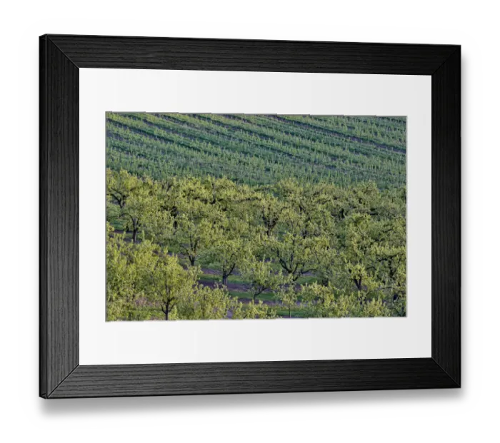 Framed Print : Fruit Orchards near Hood River, Oregon, USA Framed Print : Fruit Orchards near Hood River, Oregon, USA