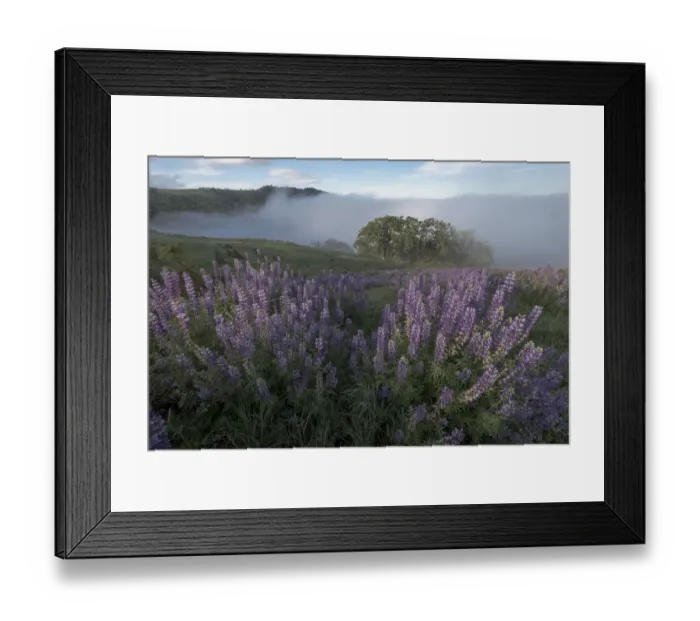 Framed Print : Landscape from Bald Hills Road with oak trees, lupine, green hills and fog. Redwood National Park, California, USA Framed Print : Landscape from Bald Hills Road with oak trees, lupine, green hills and fog. Redwood National Park, California, USA