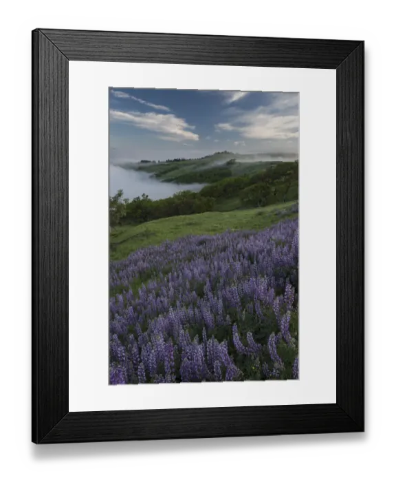 Framed Print : Landscape from Bald Hills Road with oak trees, lupine, green hills and fog. Redwood National Park, California, USA Framed Print : Landscape from Bald Hills Road with oak trees, lupine, green hills and fog. Redwood National Park, California, USA