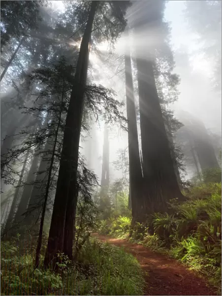 Sunlight streaming through early morning mist in redwood forest, Redwood National Park, California, USA