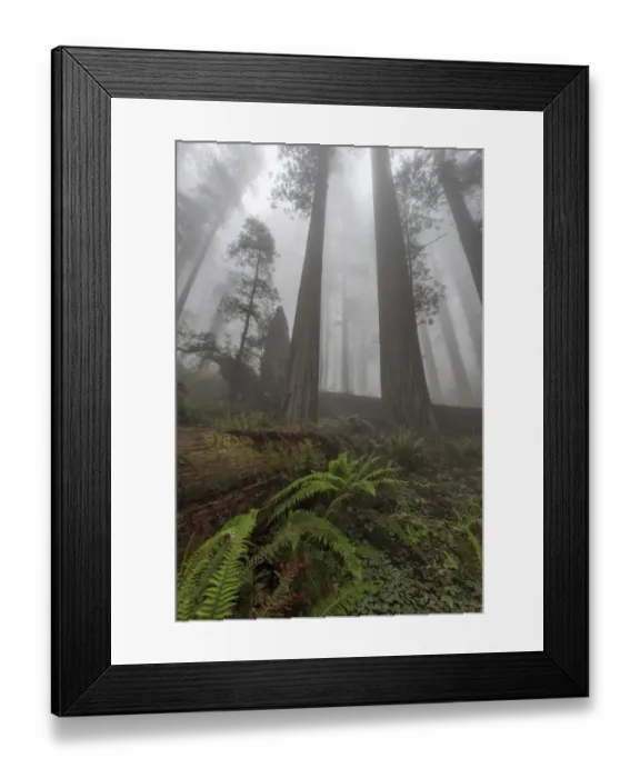 Framed Print : Early morning mist in redwood forest, Redwood National Park, California, USA Framed Print : Early morning mist in redwood forest, Redwood National Park, California, USA