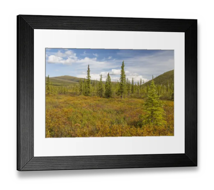 Framed Print : Blue sky over tundra near Steese Highway, Alaska, USA