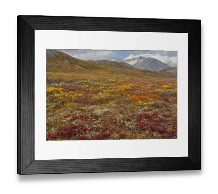 Framed Print : Multi colored meadow in Gates of Arctic National Preserve, Alaska, USA Framed Print : Multi colored meadow in Gates of Arctic National Preserve, Alaska, USA