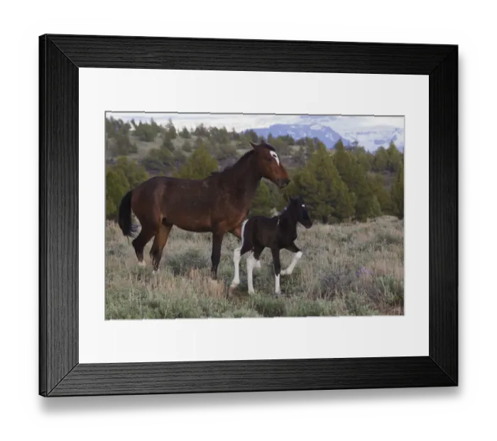 Framed Print : Wild Horses (Equus ferus caballus), mare with young colt Framed Print : Wild Horses (Equus ferus caballus), mare with young colt